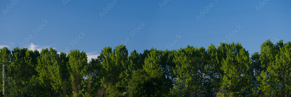 Panoramic nature background. Poplar trees and blue sky