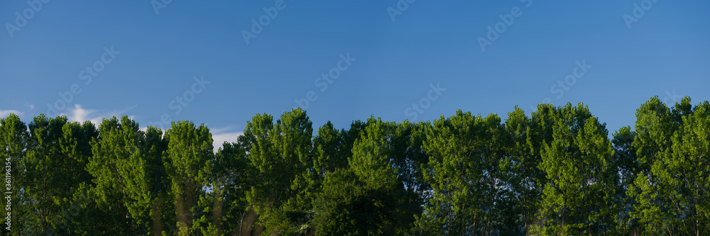 Panoramic view of poplar trees and blue sky. Spring background Panoramic view of poplar trees and blue sky. Spring background