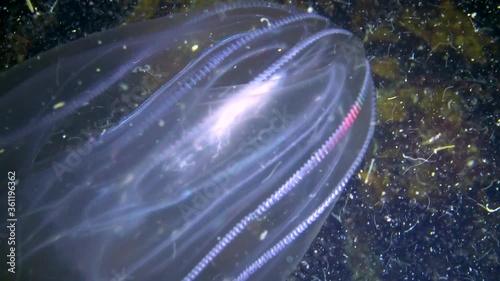 Ctenophores, comb invader to the Black Sea, jellyfish Mnemiopsis leidy. Ukraine photo