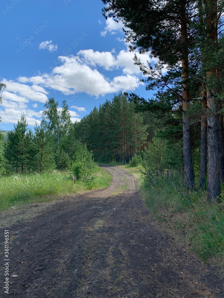 Pathway with green trees in the forest. Beautiful alley in the park. The path through the Dark Forest