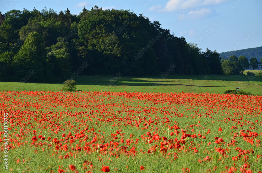 Rapsfeld mit Mohnblumen Rapsfeld mit Mohnblumen