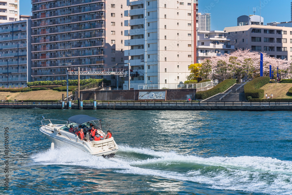 Obraz premium Motorboat sailing on the Sumida river in front of Sumidagawa Terrace lined with cherry blossoms trees.