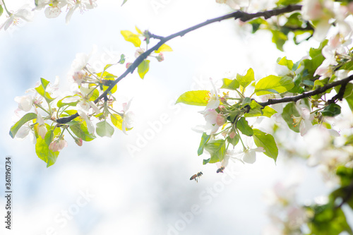 Beautiful blooming tree at light blue sky background. Spring floral texture. Copy space. Natural bokeh, tenderness. Bee on flower, focus on bee