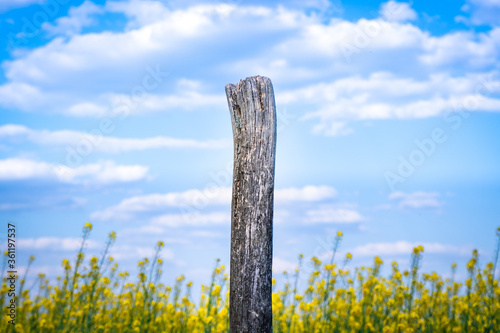 wooden pole in the field