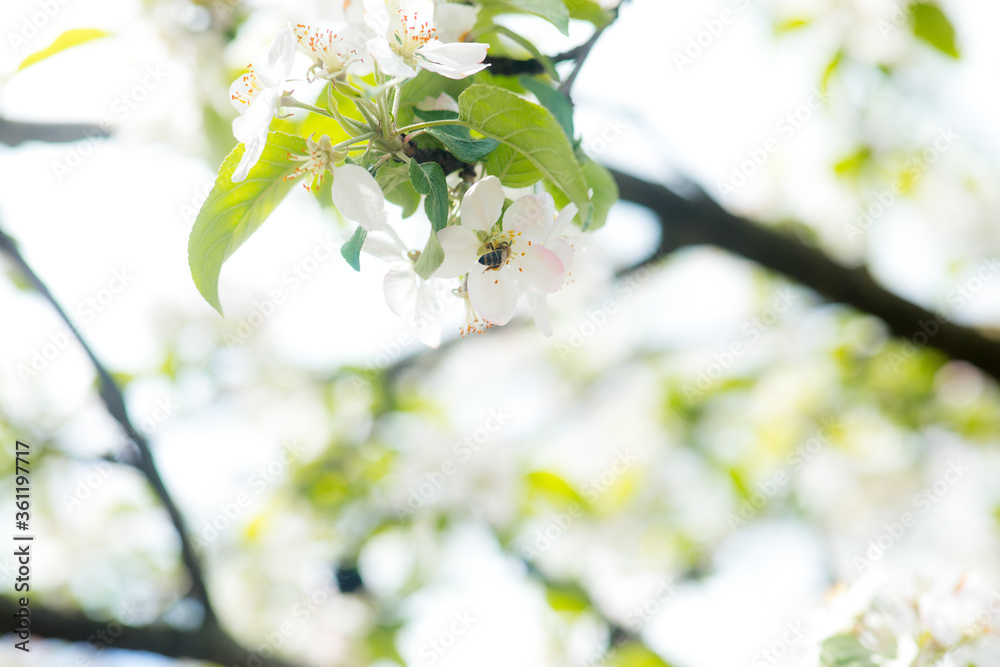 Beautiful gentle spring background. flowering plum branches on a sunny day. bees fly, pollinate flowers. slight blur