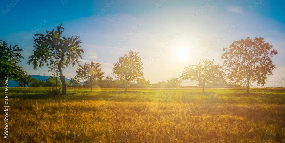 Countryside scenery in late spring or early summer with wheat field and trees on a sunny day.