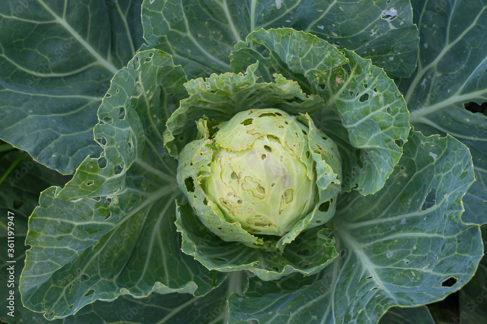 Obraz premium Cabbage eaten insects and pests on an agricultural field.