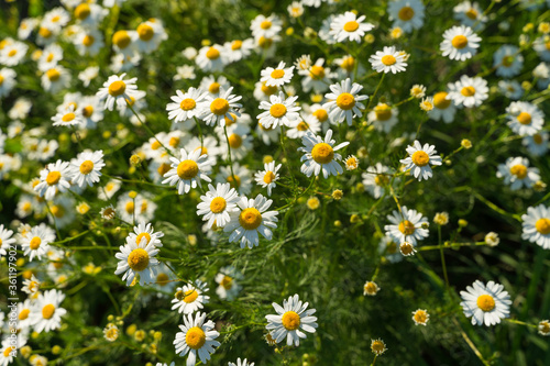 Medicinal chamomile officinalis plant growing in a field.