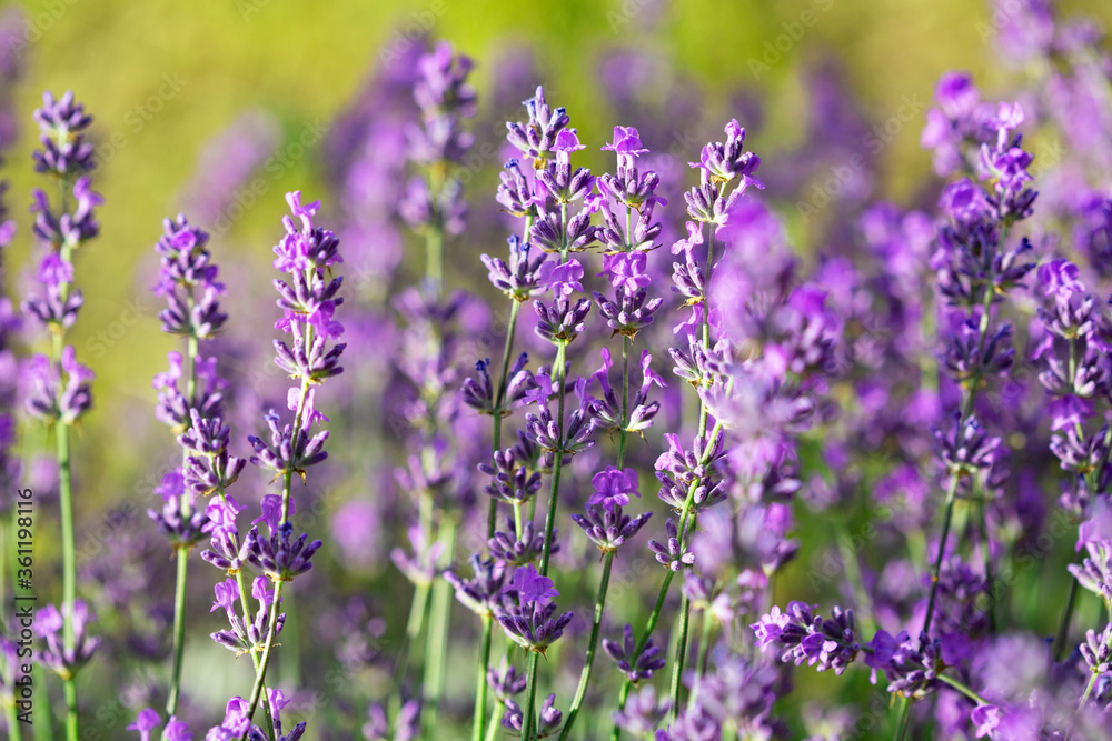 Obraz premium Lavender flowers in the garden. Bright summer background.
