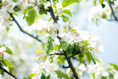 Close up view of bee collects nectar and pollen on a white blossoming cherry tree branch. White flowers of the cherry blossoms on a spring day in the garden. Hard work on a sunny spring day.