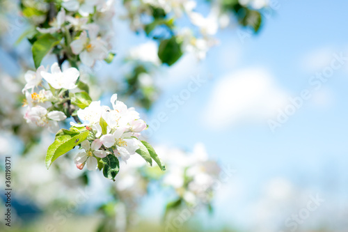 Close up view of bee collects nectar and pollen on a white blossoming cherry tree branch. White flowers of the cherry blossoms on a spring day in the garden. Hard work on a sunny spring day.