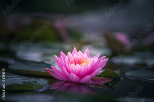 Fototapeta Naklejka Na Ścianę i Meble -  pink lotus flower or waterlily 