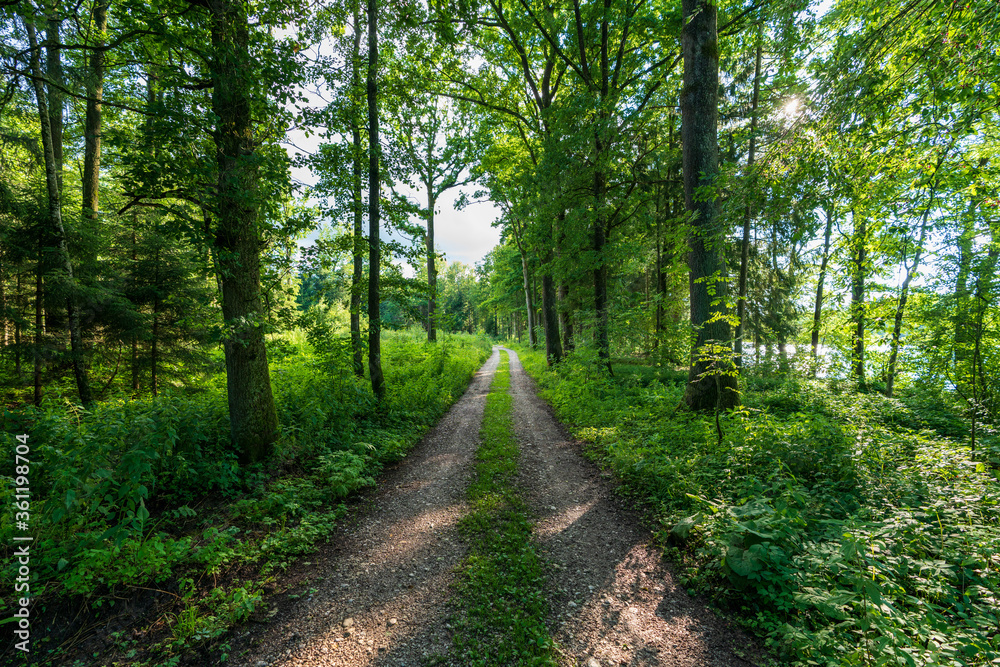 Fototapeta premium Wanderweg am Schacherteich bei Kremsmünster in Oberösterreich