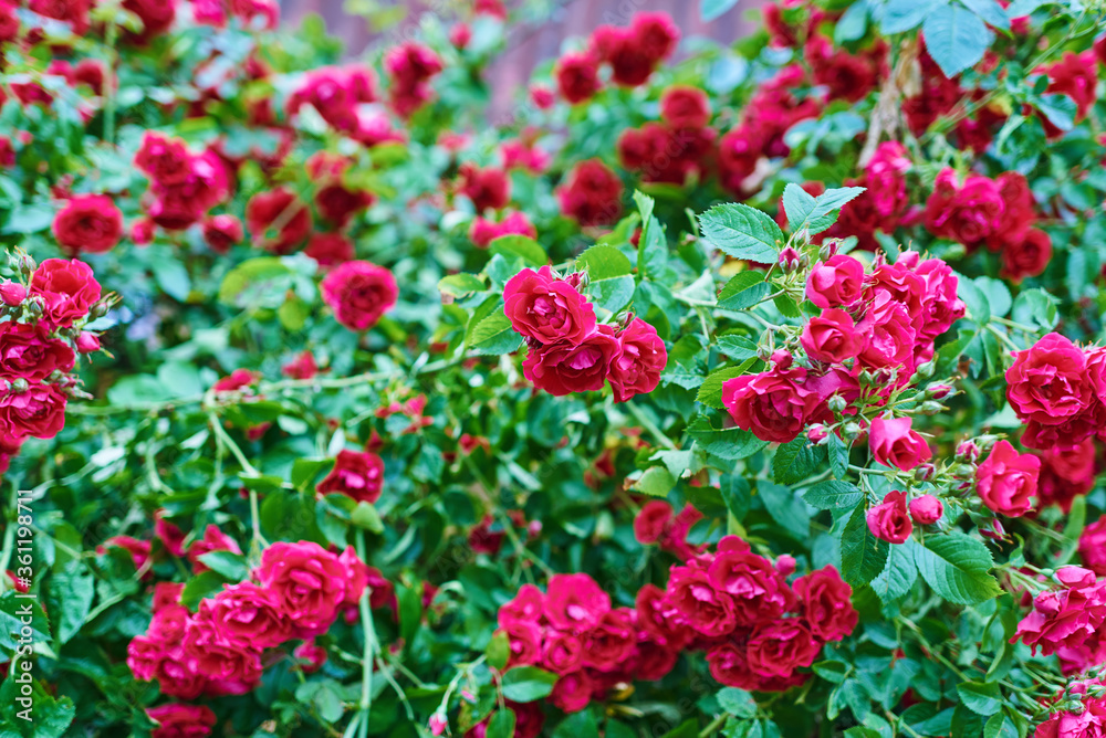 bushes rosa chinensis. blooming garden of roses. natural background bushes rosa chinensis. blooming garden of roses. natural background
