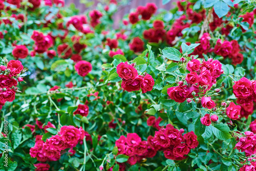 bushes rosa chinensis. blooming garden of roses. natural background