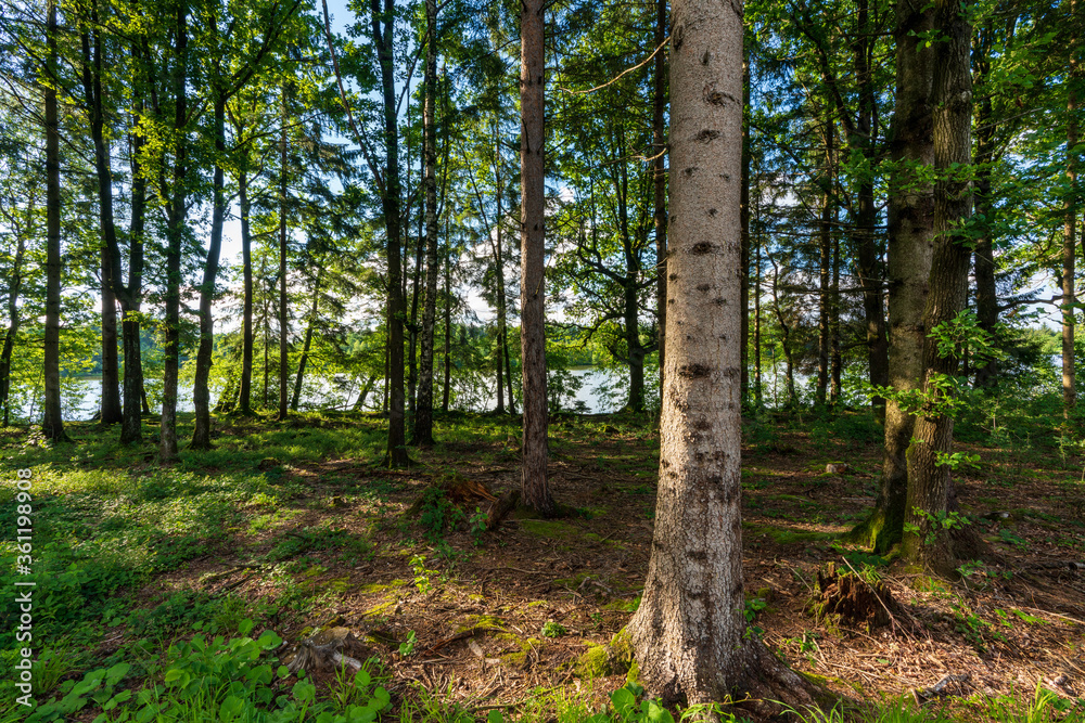 Fototapeta premium Waldabschnitt am Schacherteich bei Kremsmünster in Oberösterreich