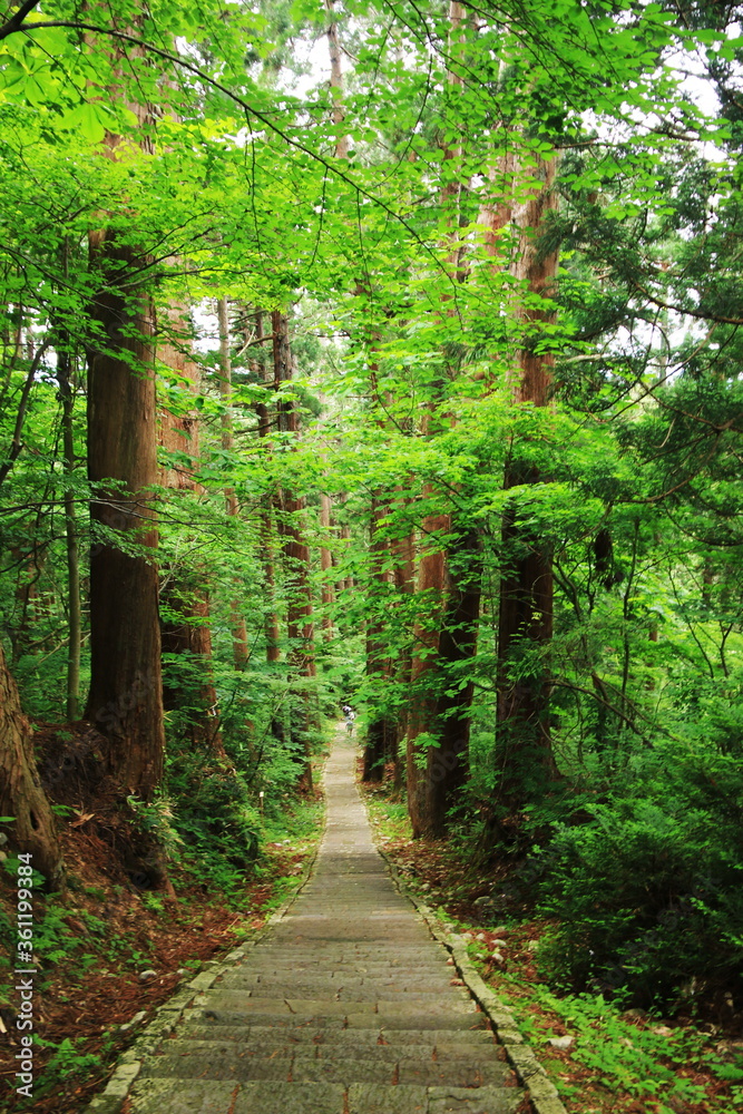 Obraz premium 山形 出羽三山の初夏 羽黒山の杉並木の参道 