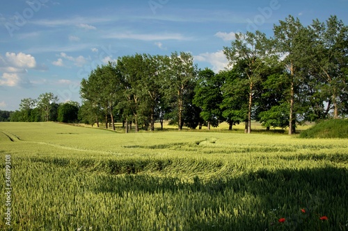 Trees