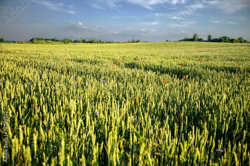 Agriculture