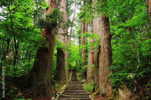 山形　出羽三山の初夏　羽黒山の杉並木の参道　