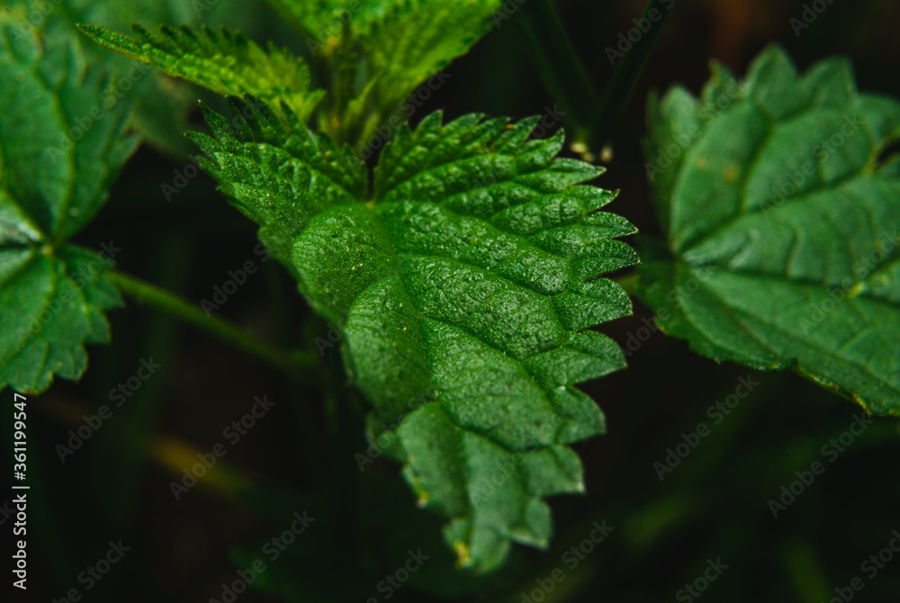 Nettle leaf. Close up of nettle leaf, health concept. Stinging plant. Nettle leaf. Close up of nettle leaf, health concept. Stinging plant.