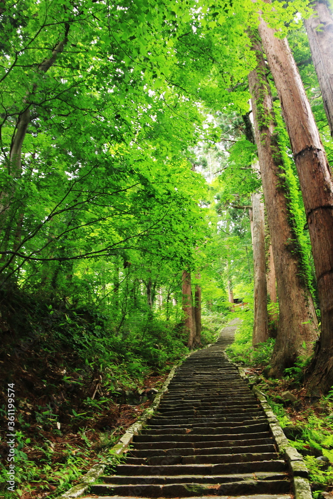 Obraz premium 山形 出羽三山の初夏 羽黒山の杉並木の参道 