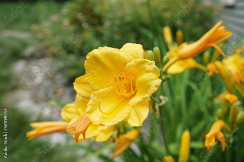 Striking yellow flowers blooms petals