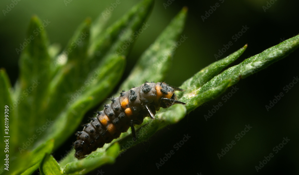 Larva of ladybugs on a leaf. The development stage of ladybugs, European and Asian. Larvae foraging on leaves. Larva of ladybugs on a leaf. The development stage of ladybugs, European and Asian. Larvae foraging on leaves.