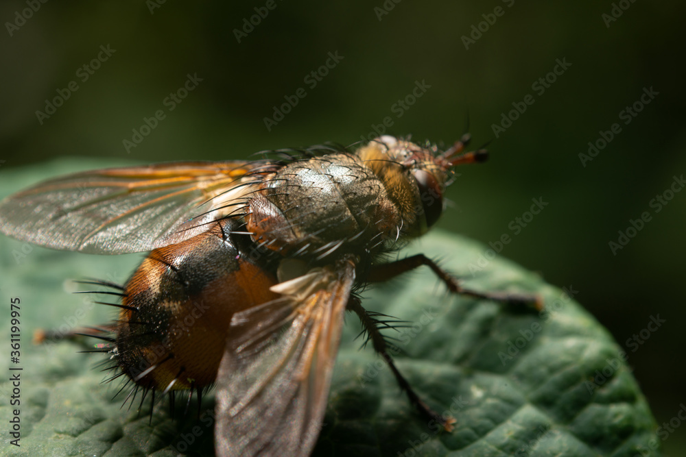 Obraz premium A close-up of a colorful abdomen. The flyfly family, common in Europe. Tachina fera Latin fly.