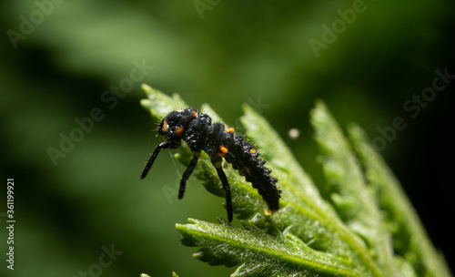 Larva of ladybugs on a leaf. The development stage of ladybugs, European and Asian. Larvae foraging on leaves.