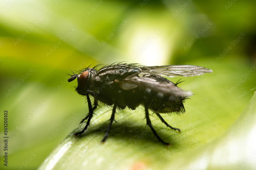 Housefly on a leaf. The concept of insects and flies. Close up of a fly in a natural habitat. Housefly on a leaf. The concept of insects and flies. Close up of a fly in a natural habitat.