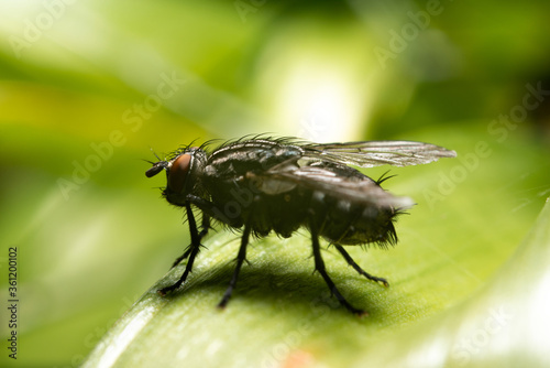 Housefly on a leaf. The concept of insects and flies. Close up of a fly in a natural habitat.