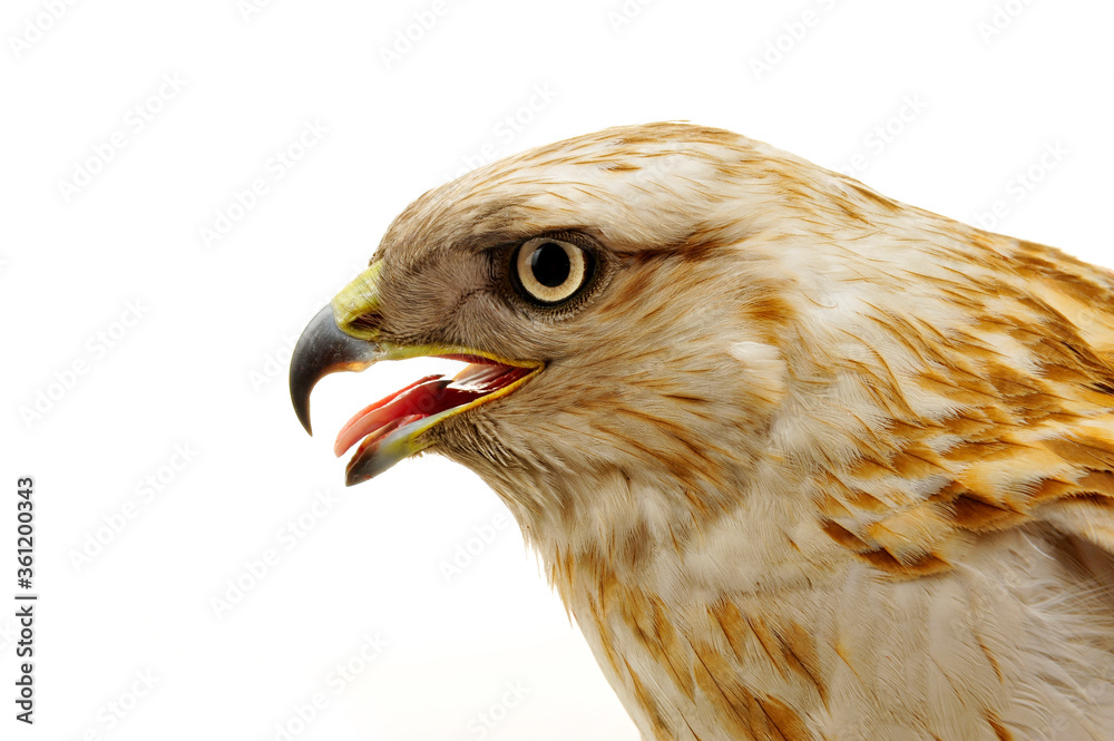 Fototapeta premium The eagle head features on a white background