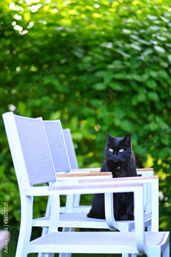 Schwarze Katze (Kater) liegt auf einem Gartenstuhl und beobachtet Umgebung im Garten