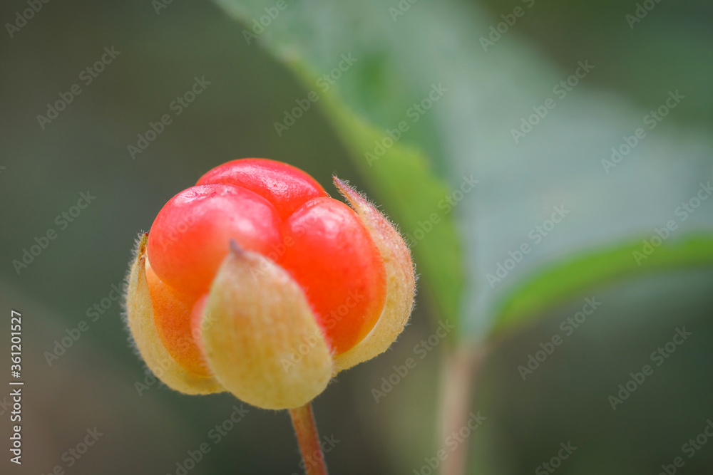 Cloudberry on nature background. Fresh ripe berry close up. Red nordic