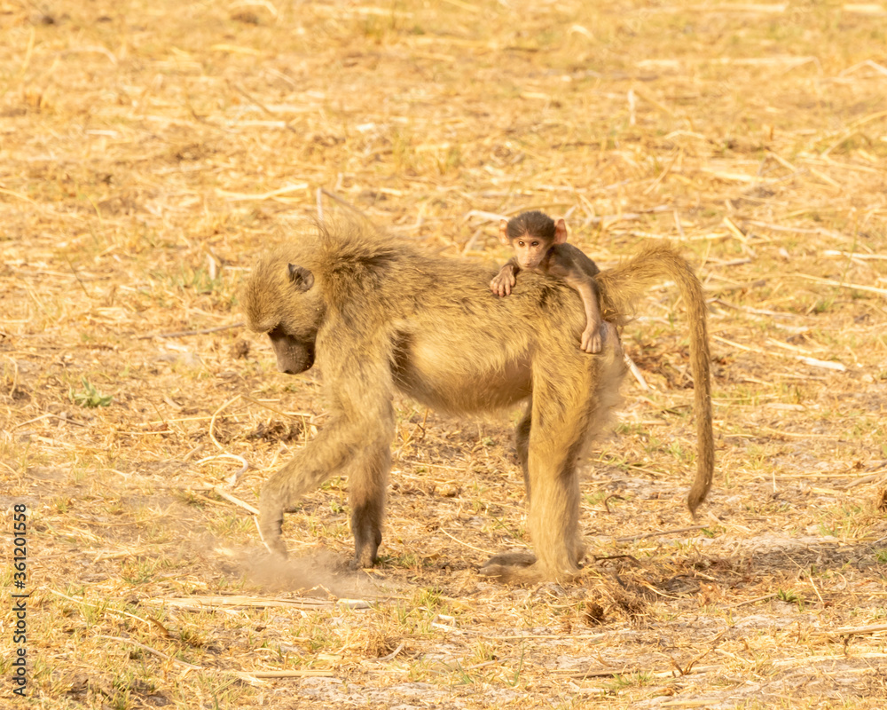 baboon walking with baby on her back
