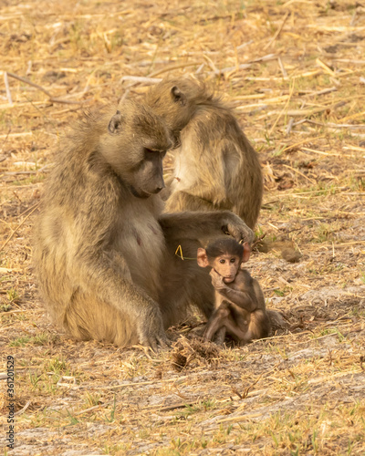 baboon family sitting in the dry grass