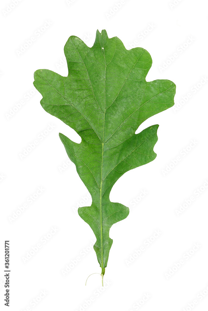 Green leaf of oak isolated on white background Green leaf of oak isolated on white background