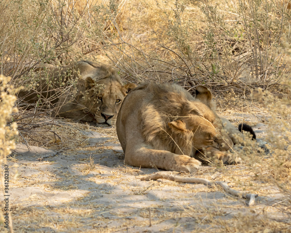Fototapeta premium Lion males laying in the long grass