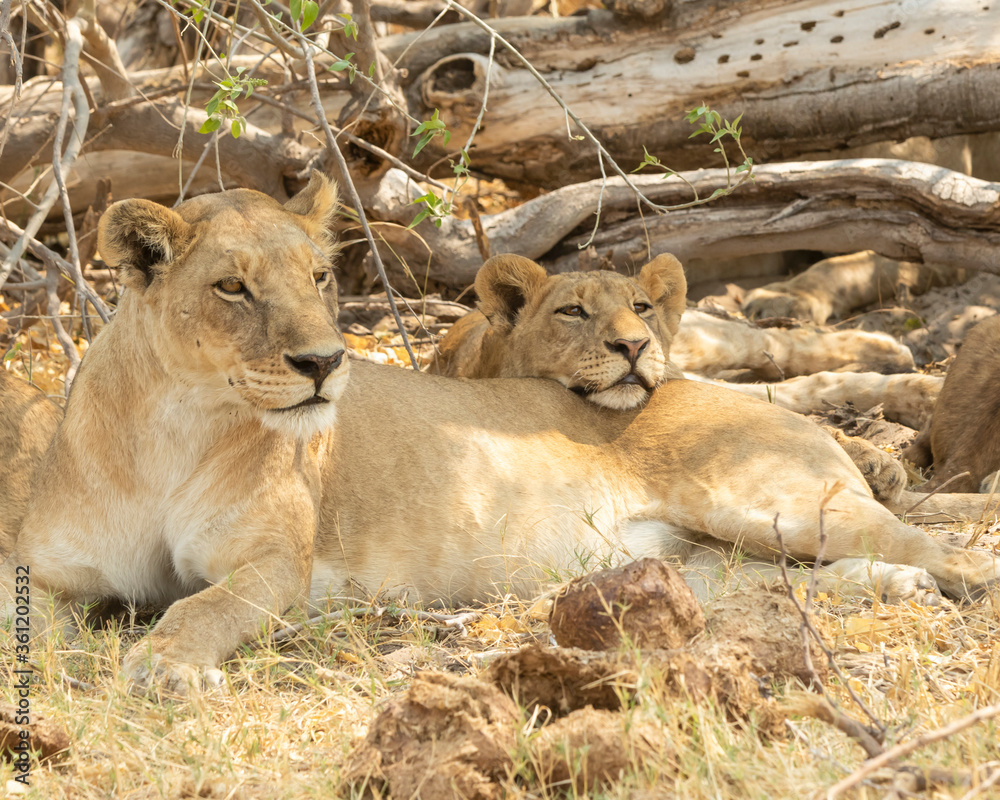 Fototapeta premium Lion and cub sitting in the shade