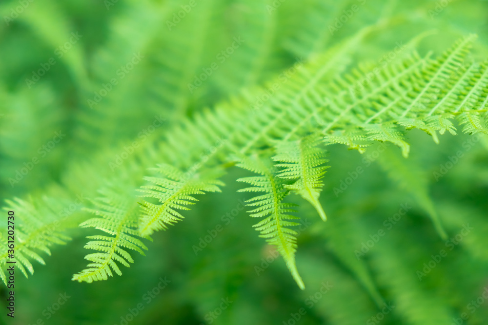 Fresh fern leaf green closeup natural floral background