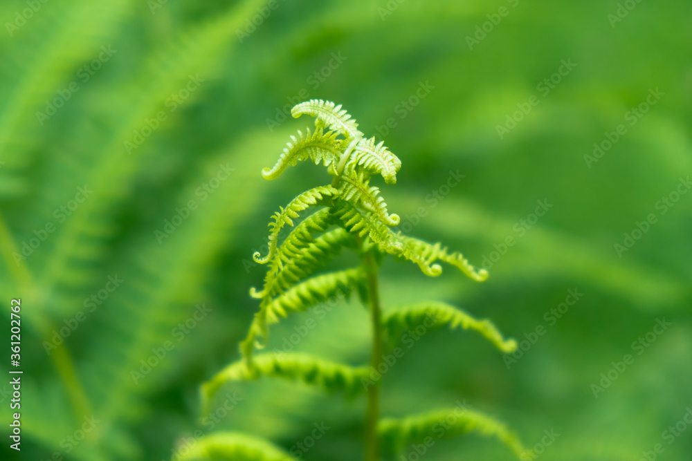 Fresh fern leaf green closeup natural floral background Fresh fern leaf green closeup natural floral background