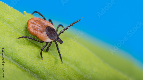 Deer tick lurking in green grass on azure sky background. Ixodes ricinus or scapularis. Danger in nature. Parasitic insect crawling on a natural leaf detail. Carrier of bacterial and viral infections.