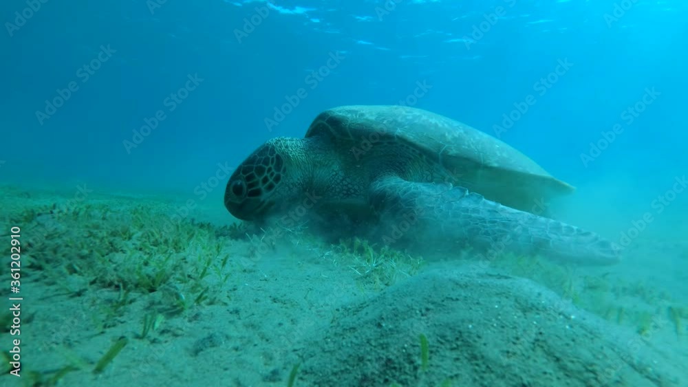 Sea turtle eats green sea grass on a sandy bottom, on background is surface of blue water with sun rays. Green Sea Turtle (Chelonia mydas) Red Sea, Egypt Sea turtle eats green sea grass on a sandy bottom, on background is surface of blue water with sun rays. Green Sea Turtle (Chelonia mydas) Red Sea, Egypt