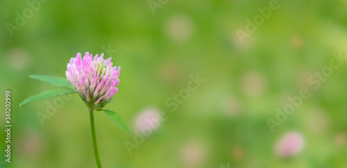 Wildflowers background close-up selective focus copy space