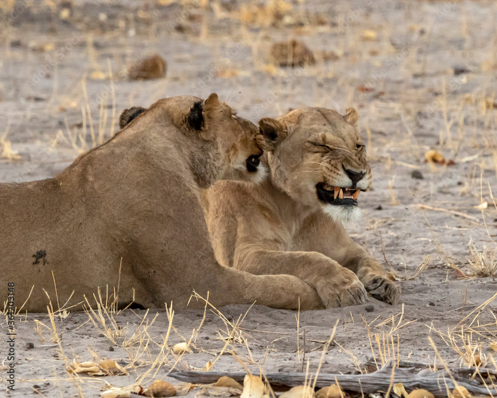 Lioness interactions grooming Lioness interactions grooming