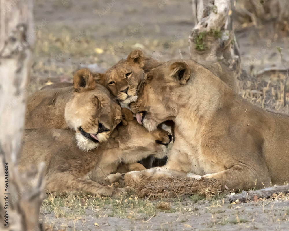 Fototapeta premium Lion