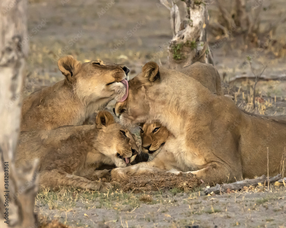 Fototapeta premium Lion