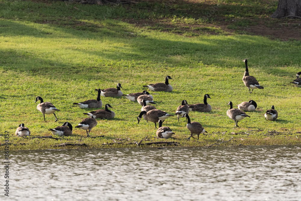 Flock of Canada Geese on lake shore Flock of Canada Geese on lake shore