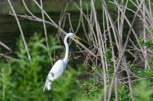 Great White Egret hunting among reeds © Stretch Clendennen